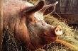 В Брянске решили пересчитать всех свиней