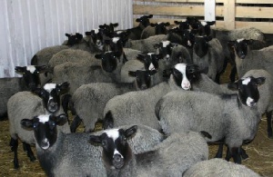 В Пензе наметили пути развития бройлерного овцеводства