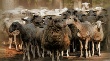Самарский "Велес" закупит более тысячи голов овец на 9,4 млн рублей