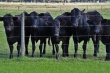 Четверть британских коров заражена печеночным паразитом