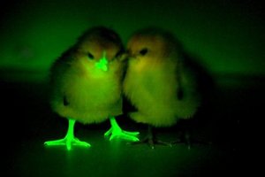 Светящиеся цыплята помогут найти вакцину от птичьего гриппа