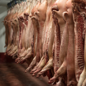 Производство свинины в России за полгода выросло почти на 8%