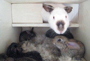 Мясо кроликов, производимое в Рязанской области, можно попробовать в 40 ведущих ресторанах столицы