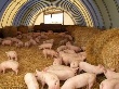 Свиноводство может быть источником повышенной опасности