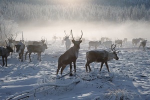 На Ямале планируют страховать оленей от природных аномалий с 2016 года
