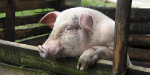 «Индустриальный» в Тимашевске продают за 19 миллионов рублей