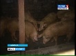 В Норильске на ферме, откуда поступило заражённое трихинеллезом мясо, введён карантин В Норильске на ферме, откуда поступило заражённое трихинеллезом мясо, введён карантин
