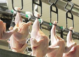 Производство мяса птицы в России стало восстанавливаться