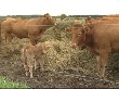Французская делегация посетила животноводческую ферму в Судиславском районе Французская делегация посетила животноводческую ферму в Судиславском районе
