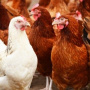 Эксперт: Есть угроза остановки российского производства мяса кур