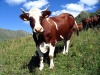 Челнинские ветеринары взяли кровь на анализ у рогатого скота