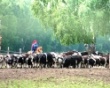 Сибирская Аграрная Группа планирует построить молочную ферму в Томской области