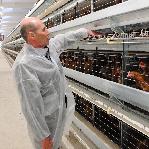 Птицефабрика «Зеленецкая» в 2021 году нарастила выручку, но снизила чистую прибыль