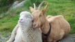 Снижение поголовья овец и коз в животноводческих хозяйствах Свердловской области составляет почти 10%