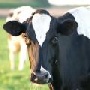 В Таттинский улус Якутии завезли высокопродуктивный племенной скот