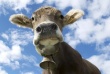  В Псковской области у крупного рогатого скота обнаружена болезнь Шмалленберга 