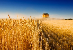 Минсельхоз США снова повысил прогноз экспорта пшеницы из РФ в этом сельхозгоду