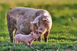Минсельхоз США исследует влияние диких свиней на урожаи и домашний скот