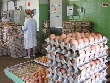 Птицефабрика «Менделеевская» и «Россельхозбанк» подписали кредитное соглашение Птицефабрика «Менделеевская» и «Россельхозбанк» подписали кредитное соглашение