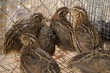 Кредиторы решили продлить еще на полгода двухлетнее банкротство воронежской птицефабрики «Интерптица»