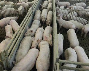 На предприятии «Мираторга» в Курской области выявлен очаг АЧС