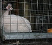 Селекционеры из Марий Эл на примере цесарок волжской белой породы доказывают возможности на региональном уровне решить проблему создания центра репродукции