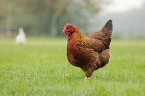 Профилактика сальмонеллезов в европейском птицеводстве