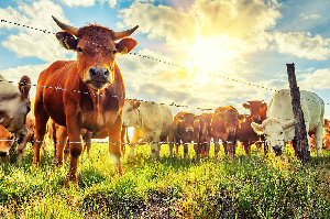 Развитие животноводства обсудили на заседании Правительства  