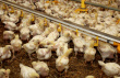 «Шекснинская птицефабрика» попала в топ-400 мировых производителей мяса бройлера