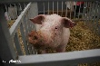 Датчане могут купить свиноферму на Кубани