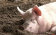 До 1 декабря в Беларуси должны  уничтожить всех свиней на частных подворьях 