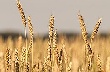 «Мироновский хлебопродукт» купит землю в России