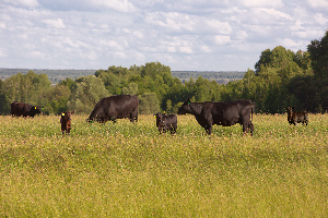 «Калининградская мясная компания» увеличила приплод абердин-ангусов на 24% - до 31 тысячи телят в 2019 году