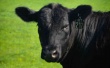 Пермский край получит субсидию из федерального бюджета на развитие мясного скотоводства