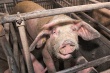 Россия запретила ввоз киевских свиней