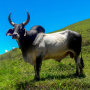 В Дагестане ООО «Сектор» завершает строительство крупной буйволиной фермы