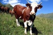 Два случая коровьего бешенства выявили в Забайкалье