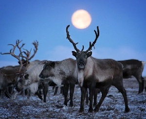 ЯНАО планирует в 2015г как минимум сохранить объем заготовки оленины на уровне 2014г