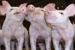 Свиноводы укрепляют позиции