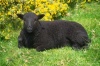На Кубани все популярнее становится разведение овец