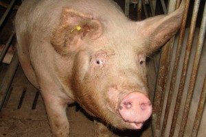 Роспотребнадзор по Ульяновской области забраковал более трёх тысяч килограммов свинины