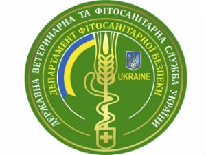 Украинскую свинину можно поставлять на российский рынок — глава Госветфитослужбы Украины