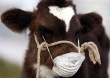Подозрение на заболевание коров ящуром в Подмосковье не подтвердилось