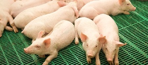 Агрoкомпания «Бизнес-резерв» привлечет около 150 миллионов гривен на строительство свиноводческого комплекса