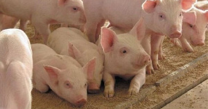 Первую партию свиней доставили на новую ферму «Дымова» в Ивановской области