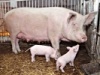 Среди новгородских свиней может начаться эпидемия африканской чумы