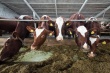 В Калининградской области поголовье крупного рогатого скота за год увеличилось на 8,7%