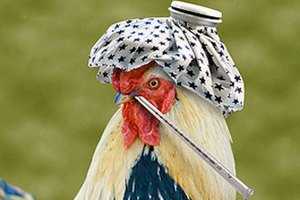 Карантин по птичьему гриппу объявлен в Пензе с 22 июня 2018