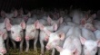 Задержанные на границе с Воронежской областью липецкие свиньи оказались здоровы