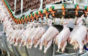 Основные производители мяса птицы Приморья проходят процедуры банкротства